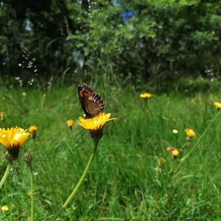 Prázdninový dům Vlasinsko Jezero Biliv